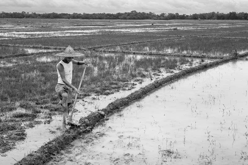 Traditional science for irrigation in India - Rainwater harvesting for irrigation through bunding in a paddy field in Assam